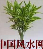 南昌十二生肖养什么植物最旺财运？你知道吗！